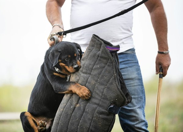 Secure your tenancy: discover rental guarantee belgium